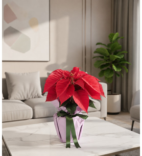 Rosantha Cedar Rose Lila Buketli Saksıda Ponsetya