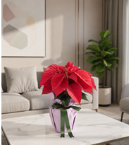 Rosantha Cedar Rose Lila Buketli Saksıda Ponsetya