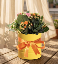Sarı PolimerSaksıda Turuncu ve Pembe Kalanchoe