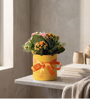 Sarı Polimer Saksıda Turuncu ve Pembe Kalanchoe
