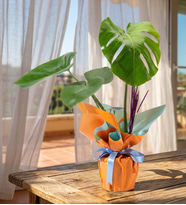 Polimer Saksıda Turuncu Mavi Buketli Monstera