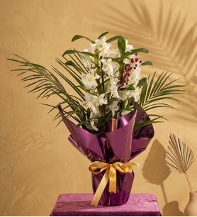 Mor Buket Kağıdında Saksılı Dendrobium