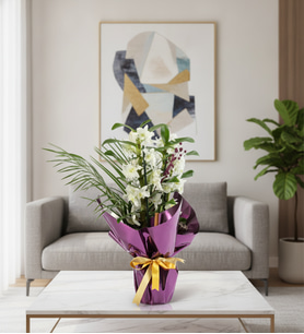 Mor Buket Kağıdında Saksılı Dendrobium