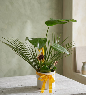 Beyaz Saksıda Kurdeleli Monstera