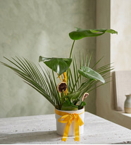Beyaz Saksıda Kurdeleli Monstera