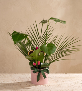 Pembe Saksıda Kurdeleli Monstera ve Fenix