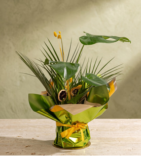 Yeşil Sarı Buket Kağıtlı Saksıda Monstera