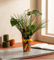 Renkli Saksı Kılıfında Monstera