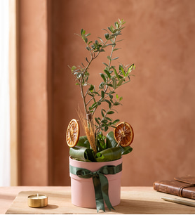 Pembe Saksıda Kurdeleli Zeytin Ağacı