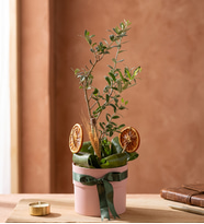 Pembe Saksıda Kurdeleli Zeytin Ağacı
