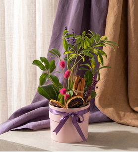 Pembe Saksıda Kurdeleli Schefflera