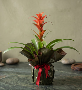 Yeşil Buket Kağıdında Guzmania