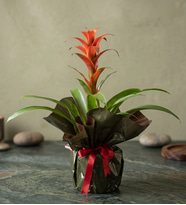 Yeşil Buket Kağıdında Guzmania