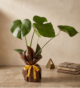 Kahverengi Buket Kağıdında Monstera