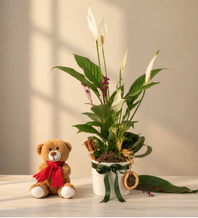 Beyaz Polimer Saksıda Spatifilyum ve Peluş Ayıcık