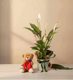 Beyaz Polimer Saksıda Spatifilyum ve Peluş Ayıcık