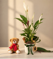 Beyaz Polimer Saksıda Spatifilyum ve Peluş Ayıcık