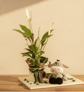 Beyaz Polimer Saksıda Spatifilyum ve Peluş Eşek