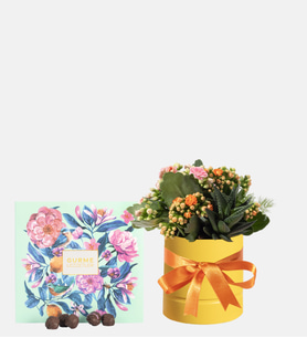 Sarı Saksıda Kalanchoe ve Gurme Lezzetler