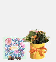 Sarı Saksıda Kalanchoe ve Gurme Lezzetler