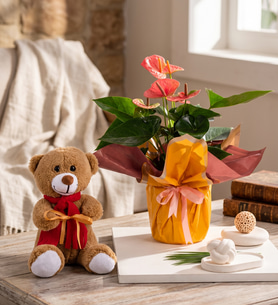 Buket Kağıtlı Pembe Antoryum ve Peluş Ayıcık