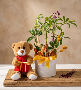 Beyaz Saksıda Kurdeleli Schefflera ve Peluş Ayıcık