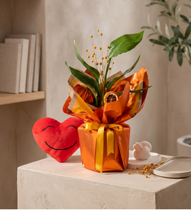 Buket Kağıtlı Saksıda Starliçe ve Kalp Yastık