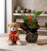 Buket Kağıtlı Saksıda Starliçe ve Peluş Ayıcık