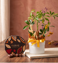 Beyaz Saksıda Schefflera ve Gurme Lezzetler