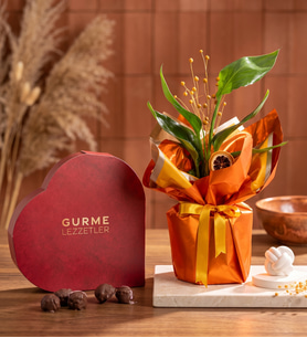 Buket Kağıtlı Saksıda Starliçe ve Gurme Lezzetler