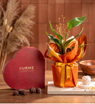 Buket Kağıtlı Saksıda Starliçe ve Gurme Lezzetler