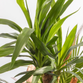 Yuka (Yucca)